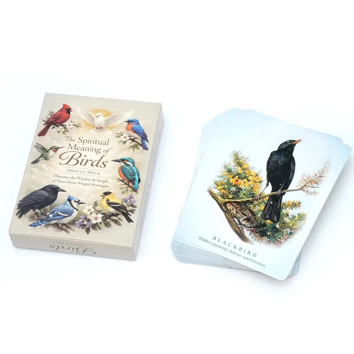 Spiritual Bird Oracle Card Deck 50 Feathered Messenger Cards for Intuitive Reading Symbolic Guidance Daily Reflection Nature Ins