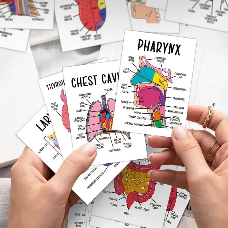 30 PCS Human Anatomy Flash Cards Illustrated Labeled Organ Cards for Nursing Biology & Physiology Students