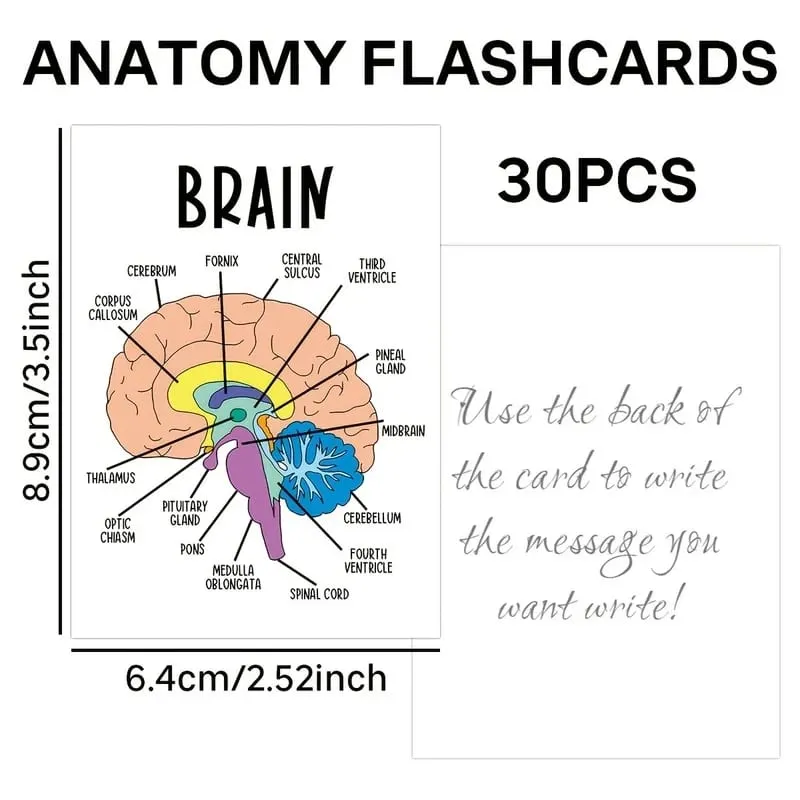 30 PCS Human Anatomy Flash Cards Illustrated Labeled Organ Cards for Nursing Biology & Physiology Students