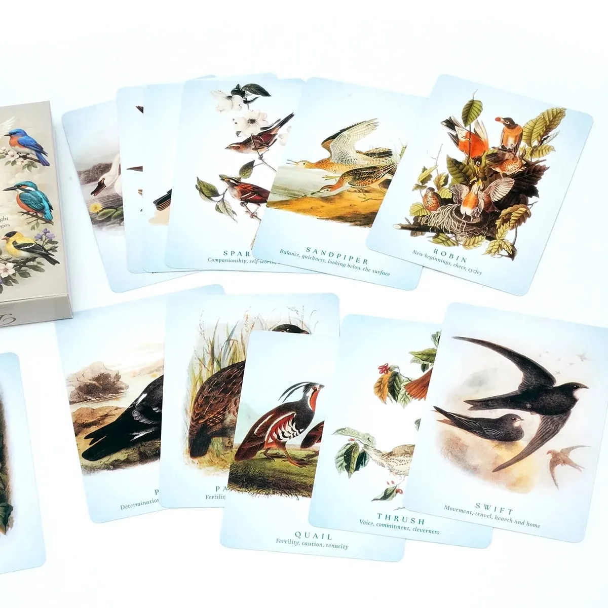 Spiritual Bird Oracle Card Deck 50 Feathered Messenger Cards for Intuitive Reading Symbolic Guidance Daily Reflection Nature Ins