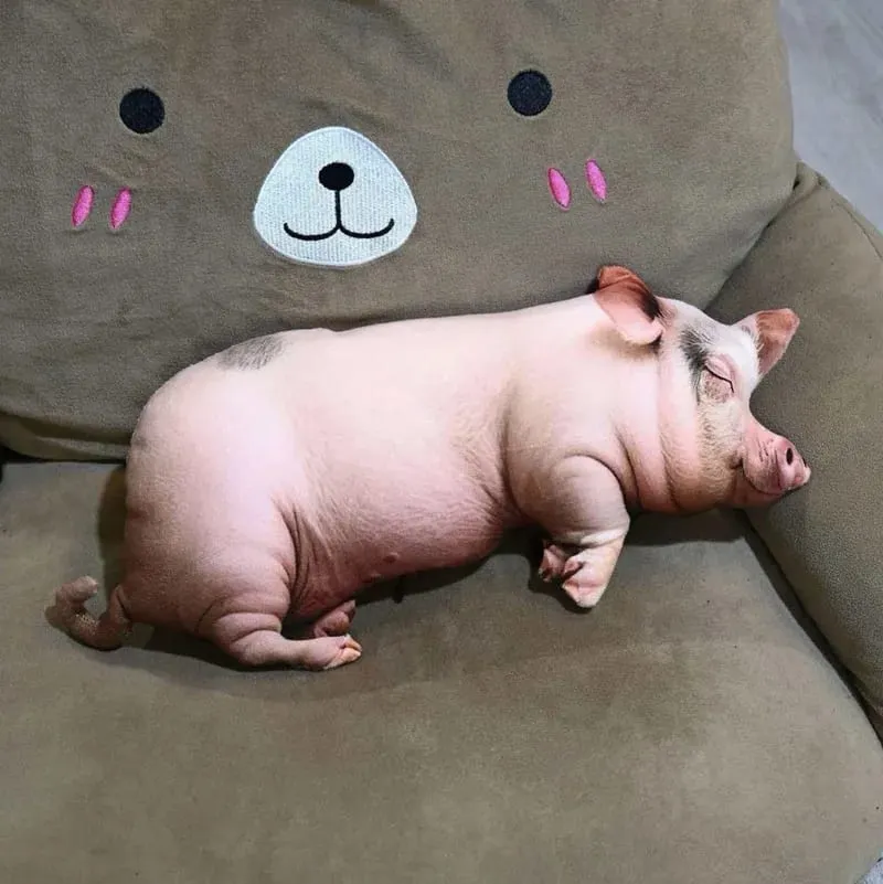 【In Stock】Cute Lifelike Simulation Pig Plush Toy Soft Sleeping Pillow Holiday Gift For Close Friends Home Sofa Decor Cushion — image 4