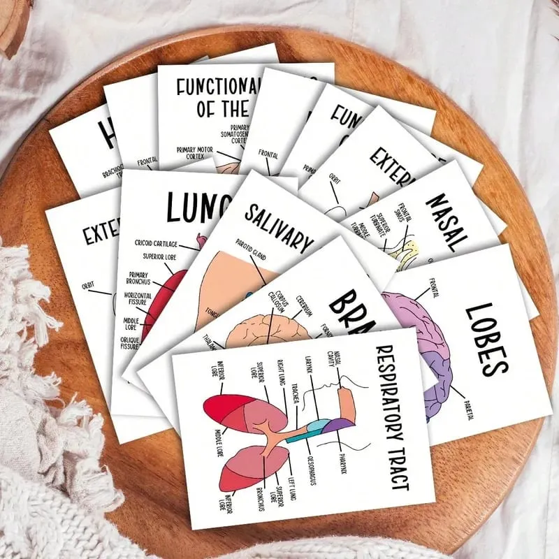 30 PCS Human Anatomy Flash Cards Illustrated Labeled Organ Cards for Nursing Biology & Physiology Students