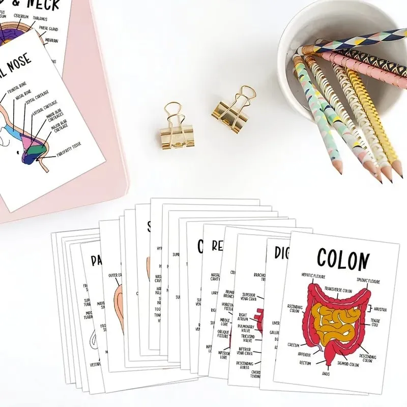 30 PCS Human Anatomy Flash Cards Illustrated Labeled Organ Cards for Nursing Biology & Physiology Students