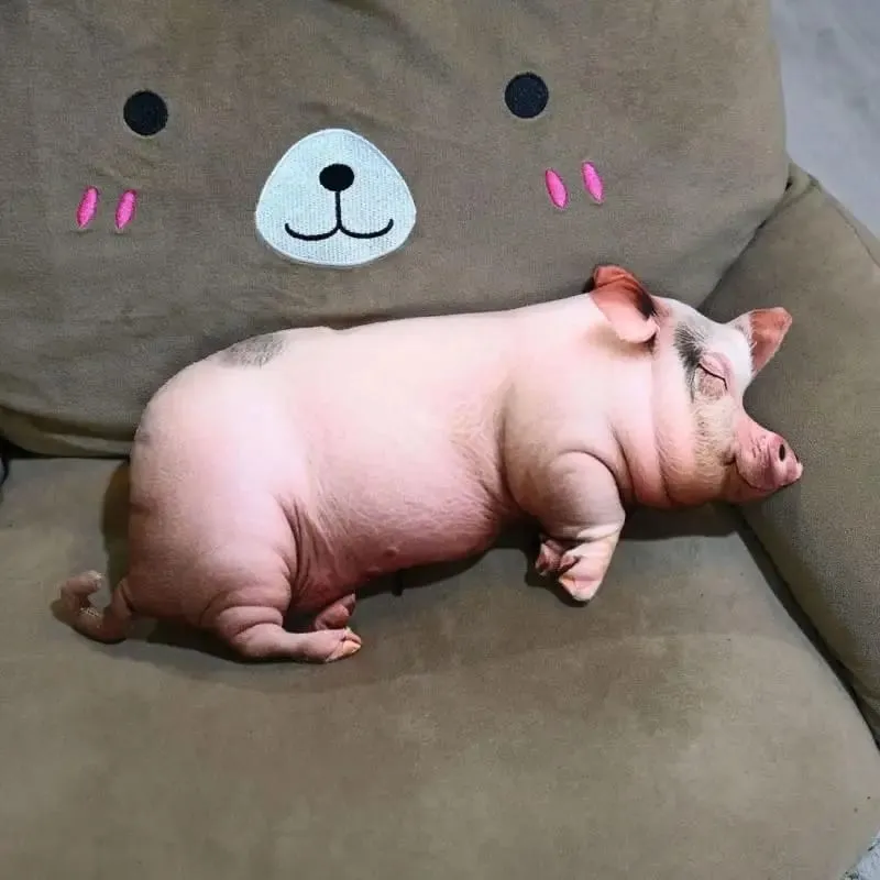 Pig Shaped 3D Plush Pillow Super Soft Comfortable Fabric Decorative Cushion for Living Room Sofa Bed